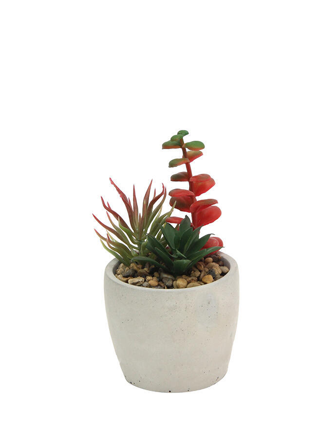Suculenta Saturno en Maceta Ceramica