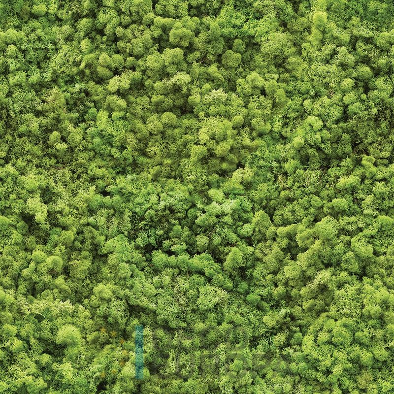 Mural Hojas Verdes y Tropicales - PDF03