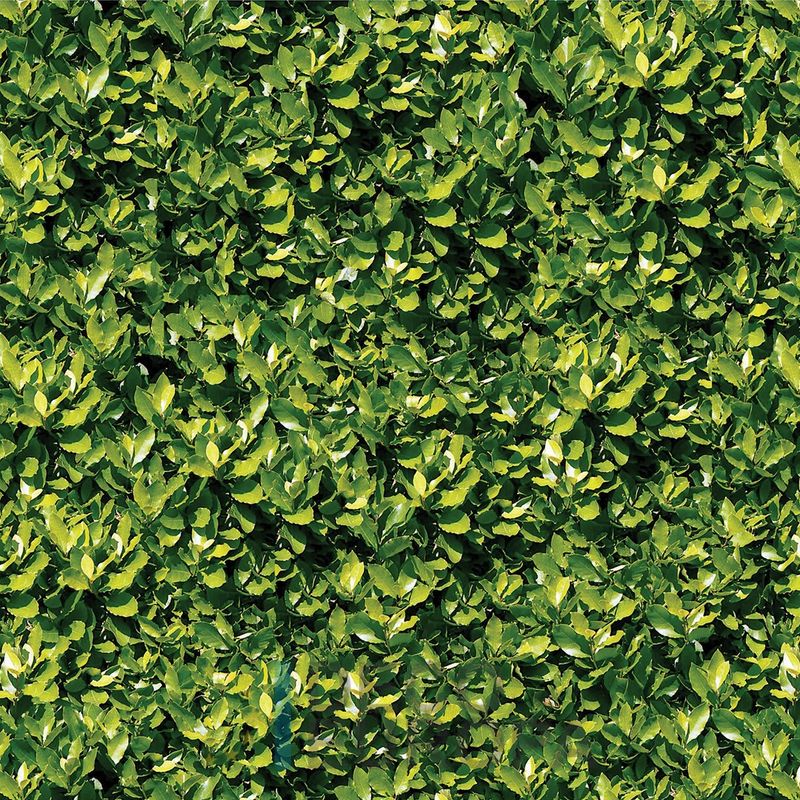 Mural Hojas Verdes y Tropicales - PDF06