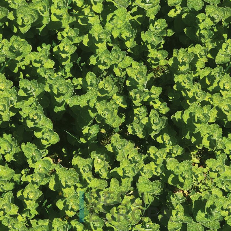 Mural Hojas Verdes y Tropicales - PDF09