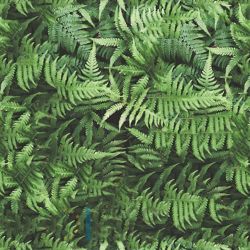 Mural Hojas Verdes y Tropicales - PDF11