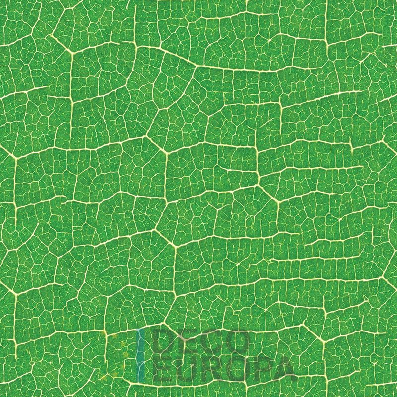 Mural Hojas Verdes y Tropicales - PDF39