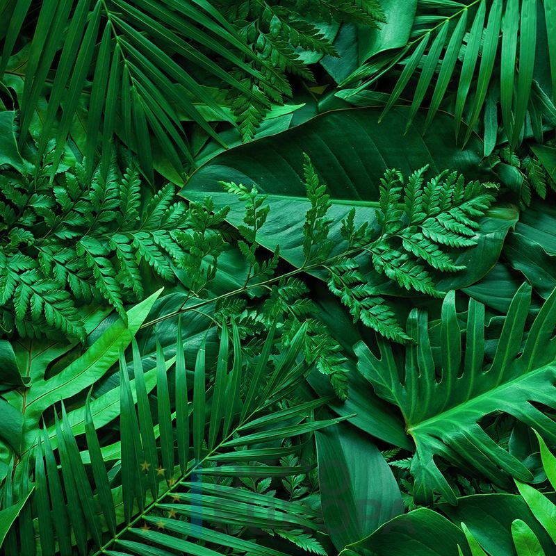 Mural Hojas Verdes y Tropicales - PDF55