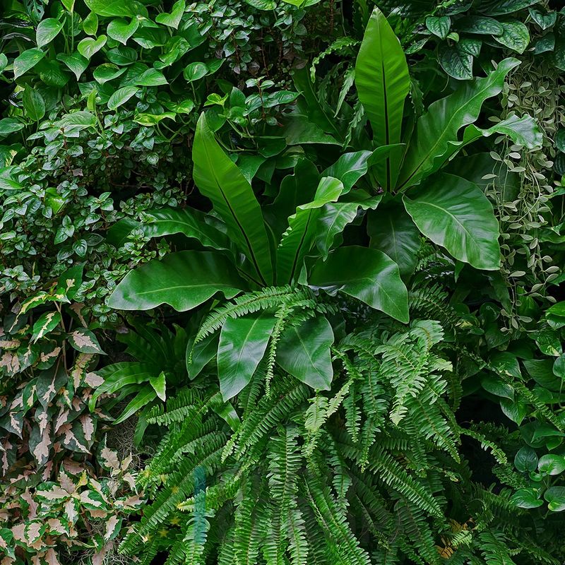 Mural Hojas Verdes y Tropicales - PDF62