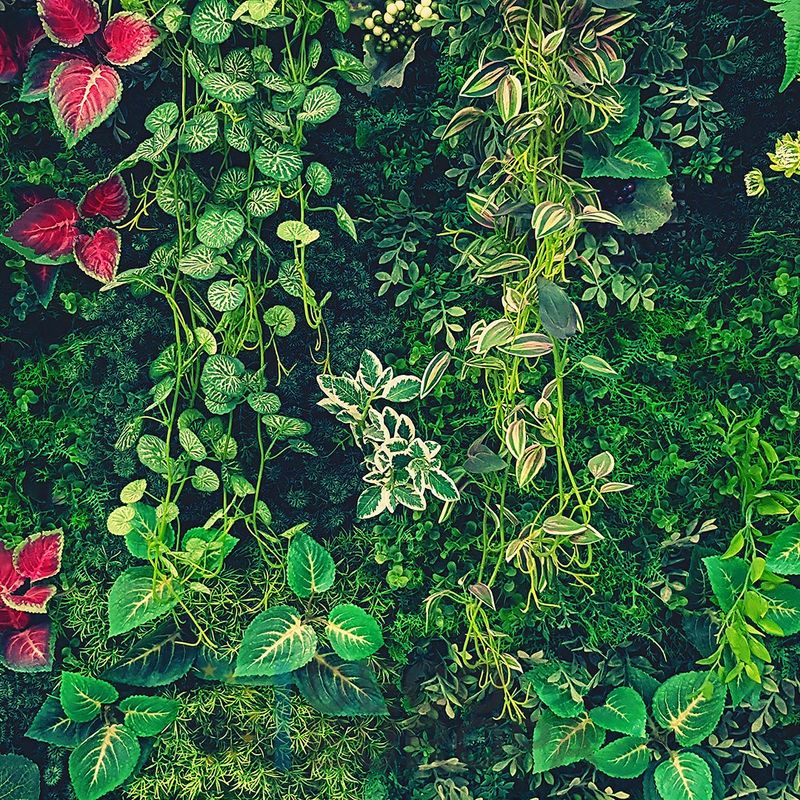 Mural Hojas Verdes y Tropicales - PDF63