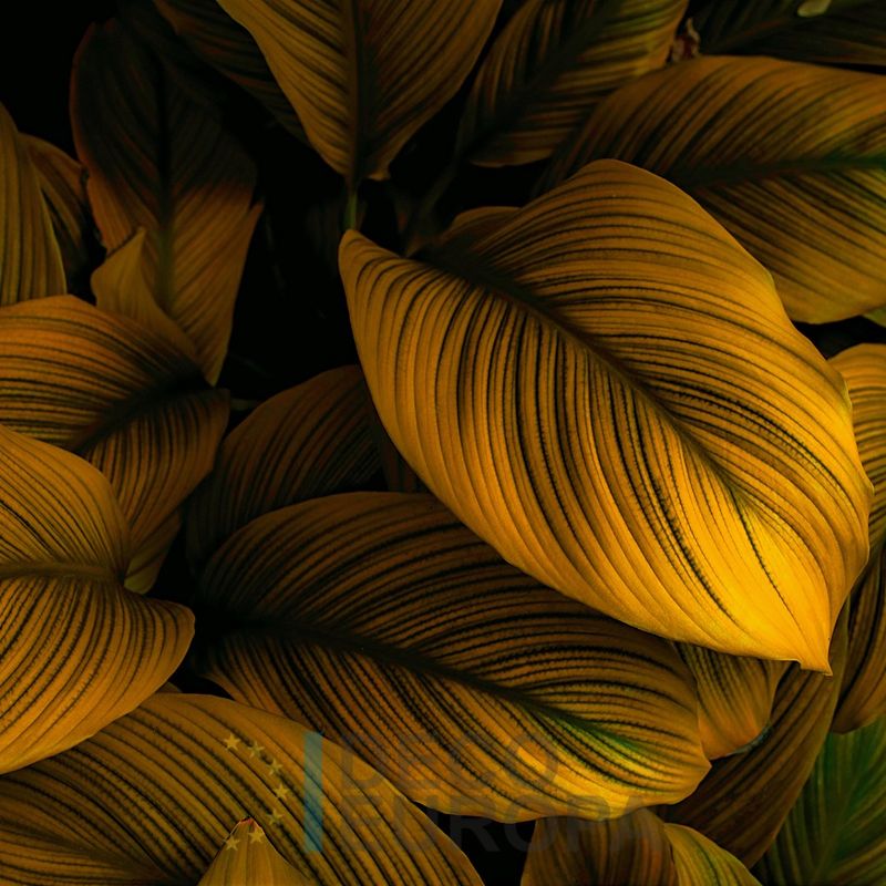 Mural Hojas Verdes y Tropicales - PDF84
