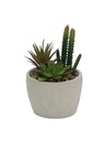 Suculentas Verde en Maceta Ceramica