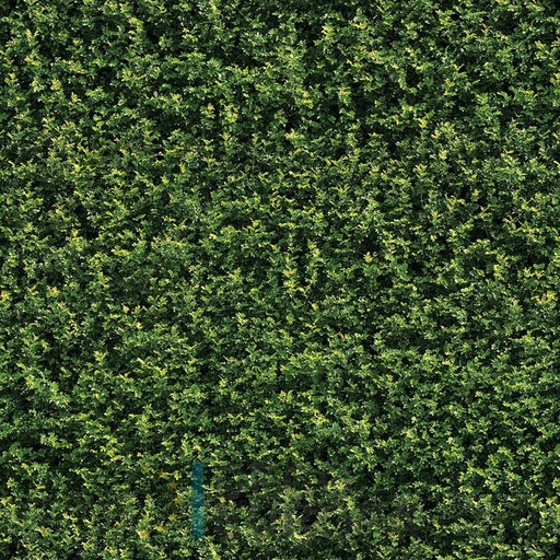 [PDF01] Mural Hojas Verdes y Tropicales - PDF01