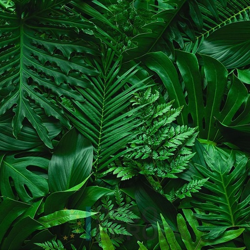 [PDF51] Mural Hojas Verdes y Tropicales - PDF51