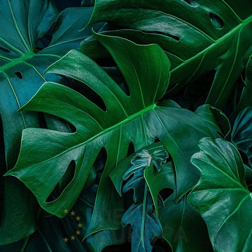 [PDF54] Mural Hojas Verdes y Tropicales - PDF54