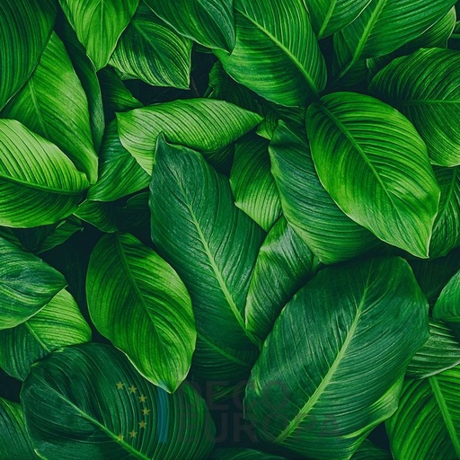 [PDF67] Mural Hojas Verdes y Tropicales - PDF67