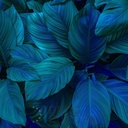 Mural Hojas Verdes y Tropicales - PDF85